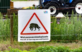 Provincies publiceren geactualiseerd plan voor aanpak wolven