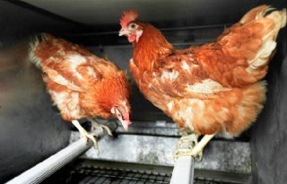 Vlamingen faseren kooisystemen pluimvee uit