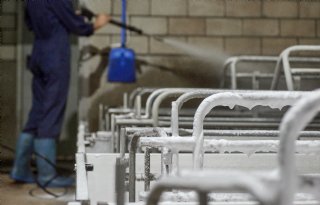 Structurele aanpak hygiëne verlaagt uitval biggen