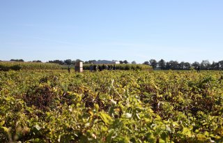 Afrijpend gewas maakt aardappel gevoelig voor alternaria