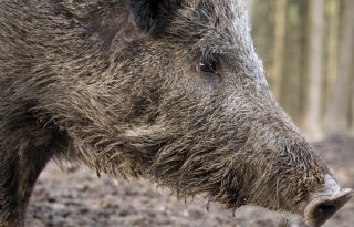 Afrikaanse varkenspest breidt uit rond Barcelona: zeven nieuwe gevallen
