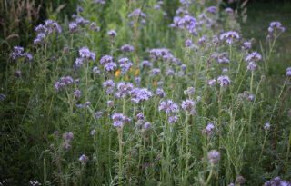 Zeeuwse akkerbouwers koploper met inzaai bloemrijke akkers