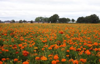 'Kies de juiste tagetes en houd risico's in de gaten'