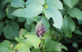 'Mogelijkheden voor bestrijding phytophthora nog lang niet uitgeput'