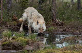 Rechter wil snel besluit over bescherming wolven op Veluwe