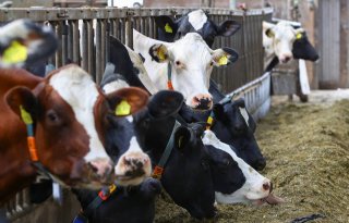Wat te doen met vogelgriep bij melkvee: ruimen of uitzieken?
