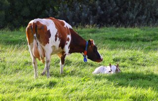 Fieldlab 'Vanuit het dier bekeken' van start