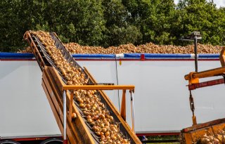 Laagste uienprijs in bijna twee jaar tijd