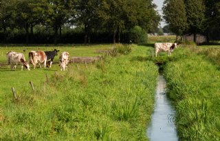 Twee nieuwe projecten voor schoner water in Friesland