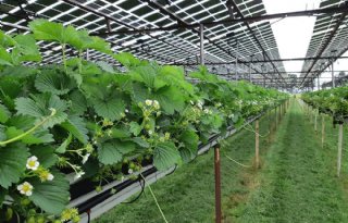 Rijk mag niet alle zonneparken op landbouwgrond uitsluiten van GLB-subsidie