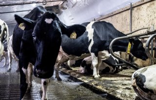 Dairy Campus gaat voor compleet nieuw stalsyteem