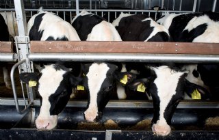 Kalversector handhaaft aanvoerverbod kalveren