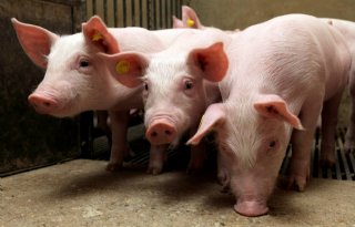 Vaccin tegen streptokokken bij biggen komt eraan