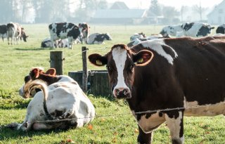 Meer of intensiever weiden geeft minder melk maar hogere gehaltes