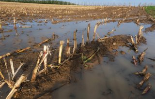 Klimaatraad: boeren kunnen niet sturen op huidig klimaatbeleid