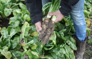 Ctgb breidt toelating herbicide uit en trekt twaalf middelen in