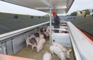 Vleesvarkensnoteringen stabiel, biggenprijzen stijgen