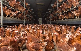 Meer intensieve veehouderijbedrijven verkocht in 2024