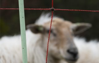 Opnieuw rechtszaak over afschieten van Gelderse wolf
