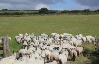 Britse overheid verbiedt import Duits vee vanwege MKZ