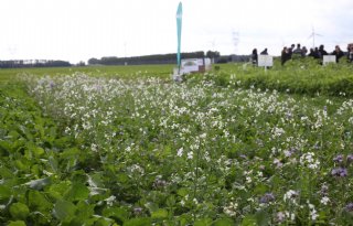 Forse daling mestgift verwacht door deelnemers 1001ha Biodiverse Groenbemesters