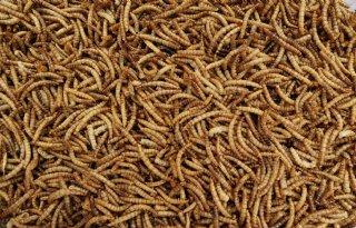 Frans insectenkweker Ynsect verkeert in financiële nood
