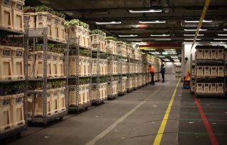 Bijna 10 procent meer omzet van tuinplanten bij FloraHolland