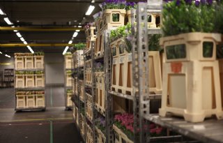 Betere prijzen compenseren kleinere aanvoer bij FloraHolland