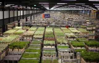 FloraHolland verkoopt 464 miljoen bloemen voor Valentijnsdag