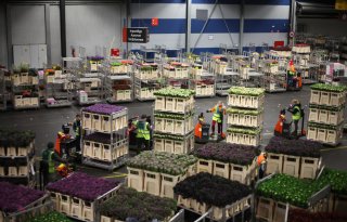 Vooral tuinplanten bij FloraHolland scoren goed in september