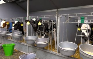 Minder import van kalveren, opzet gelijk