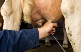 FrieslandCampina stopt met precisiefermentatie maar haalt meer uit melk