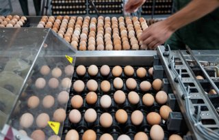 Ook 2024 lijkt een goed jaar na 'beste eierjaar ooit'