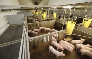 Nieuw algoritme kan groei van varkens voorspellen