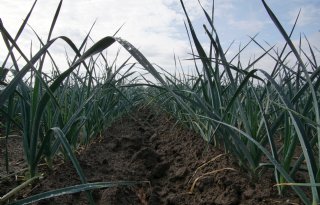 Prei onder doek zwaar getroffen door winterweer