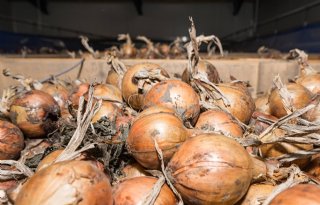 Beursprijs uien stijgt naar 25 euro