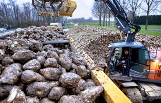 Cosun verwerkt 58.000 ton suikerbieten per dag