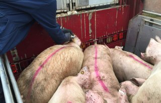 Vion verlaagt notering andermaal met 6 cent