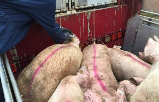 Van Rooi Meat roept op tot efficiëntieslag in varkensvleesketen