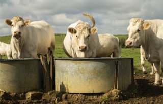 Daling Europese veestapel zet door