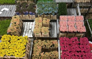 Betere prijsvorming zorgt voor kleine plus sierteeltexport