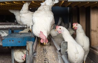 Voerwaarts neemt hobbyvoertak Hedric over van ForFarmers