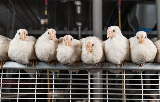 Buikvet leghen is belangrijker dan gewicht