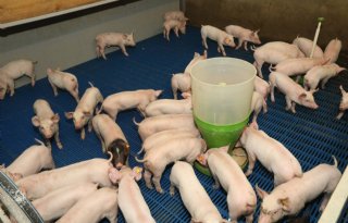 Varkenshouders benutten genetische vooruitgang