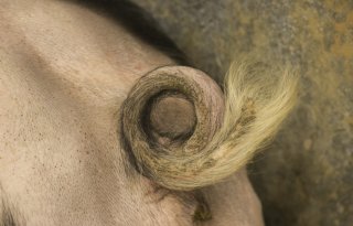 AI-project over krulstaarten sleept innovatieprijs in de wacht