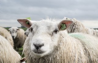 Politie treft opnieuw illegale slachterij aan op boerderij