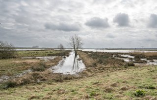 Drones kunnen vogelgriep detecteren bij wilde vogels