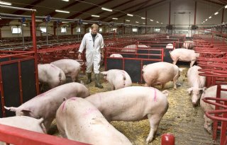 Aantal varkens in Denemarken stijgt licht
