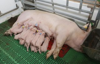 Varkenssector werkt met plan van aanpak toe naar dierwaardigheid