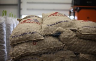 Laagste exportvolume pootgoed van afgelopen vijf jaar